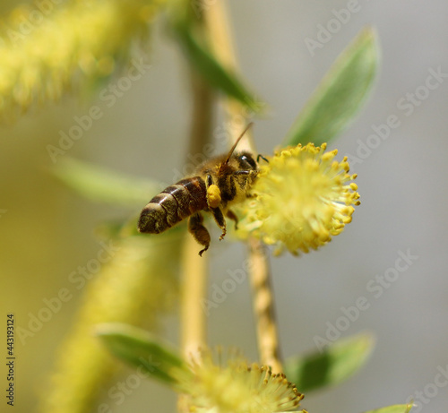 A bee in flight on a yellow willow flower. © schankz