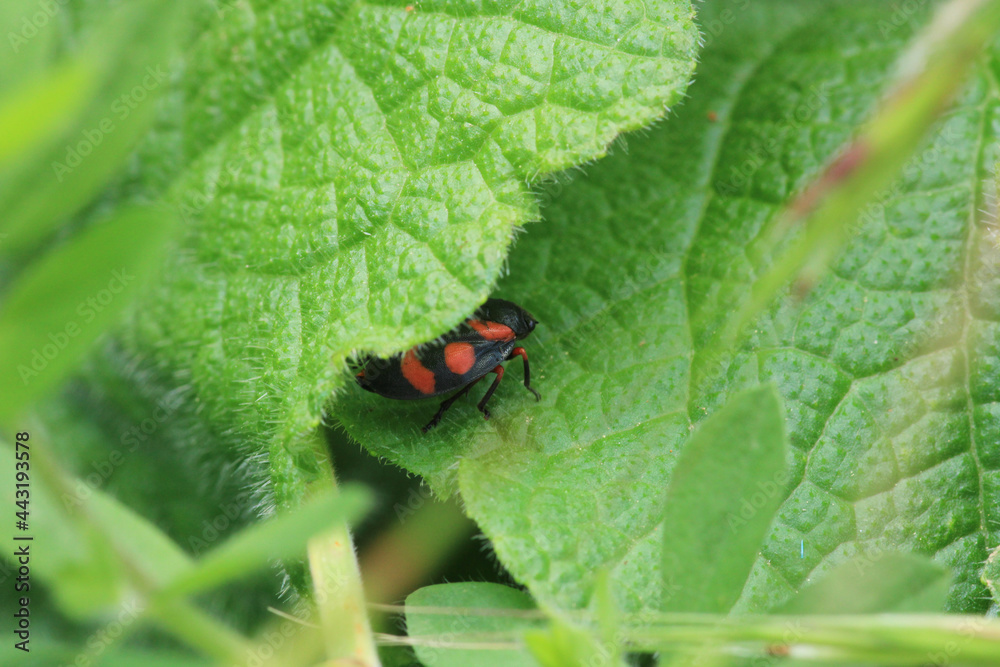 cercopis vulnerata red insect photo cercopis vulnerata red insect photo