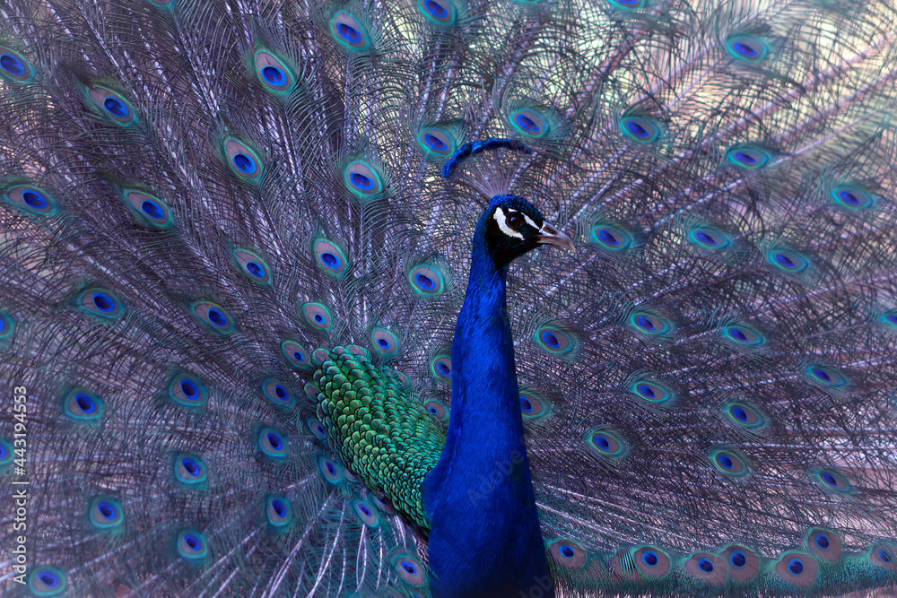 Fototapeta premium Portrait of beautiful peacock with feathers out ( large and brightly bird ).