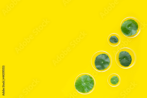 Fresh green centella asiatica leaves in petri dishes on yellow background.