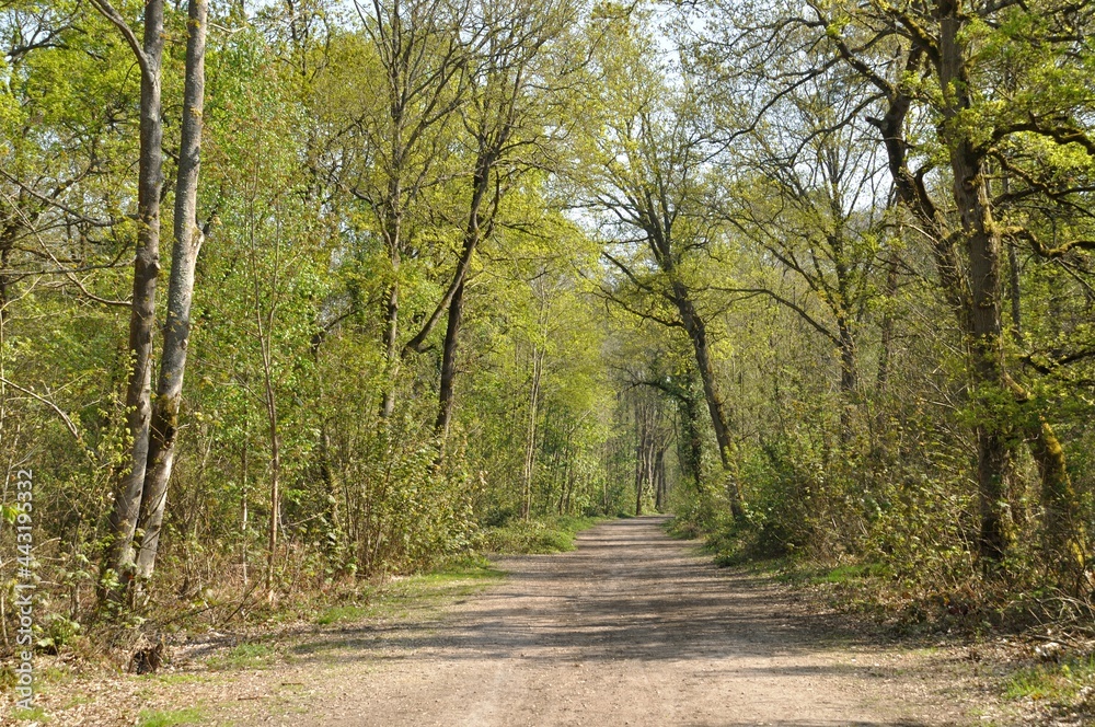 Communal forest of Saint-Pierre-Lès-Elbeuf Communal forest of Saint-Pierre-Lès-Elbeuf