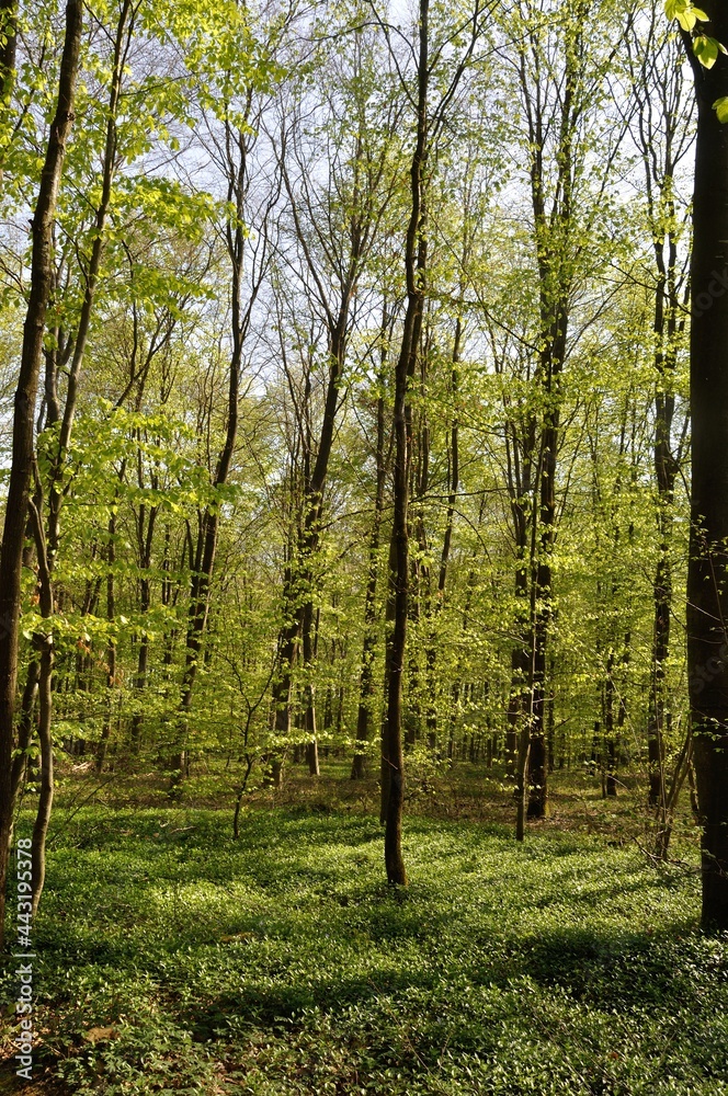 Communal forest of Saint-Pierre-Lès-Elbeuf Communal forest of Saint-Pierre-Lès-Elbeuf