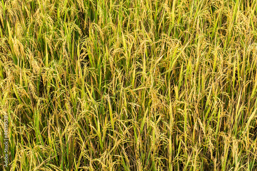 Rice field background in the daylight