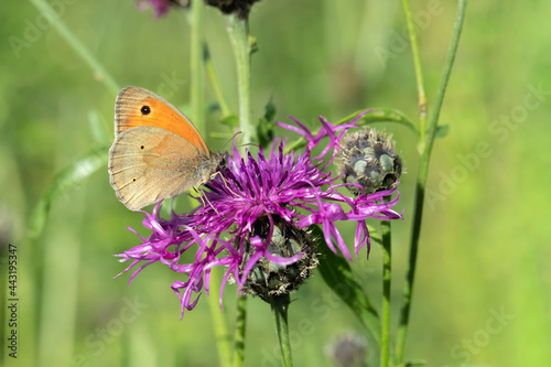Male meadow brown butterfly (Maniola jurtina) on a knapweed. photo