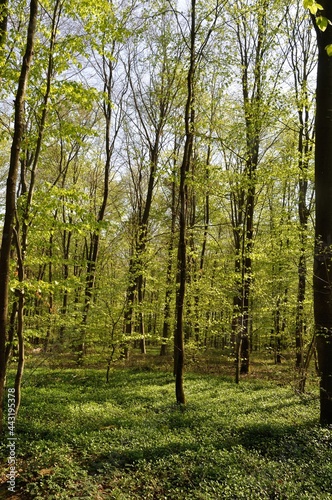 Fototapeta Naklejka Na Ścianę i Meble -  Communal forest of Saint-Pierre-Lès-Elbeuf