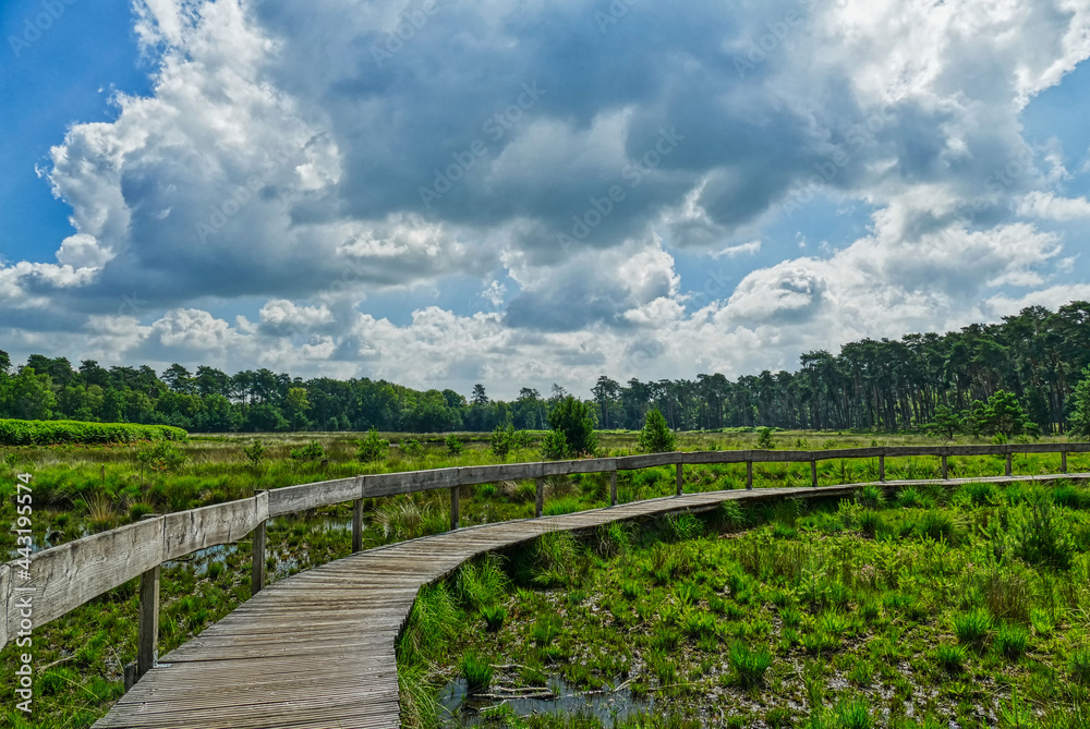 Moorlandschaft Diersfordter Veen mit Wanderweg