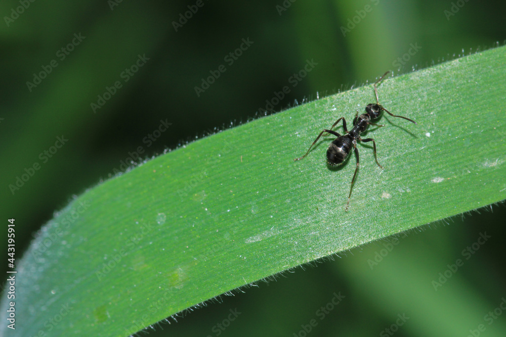 formica fusca ant insect macro photo formica fusca ant insect macro photo