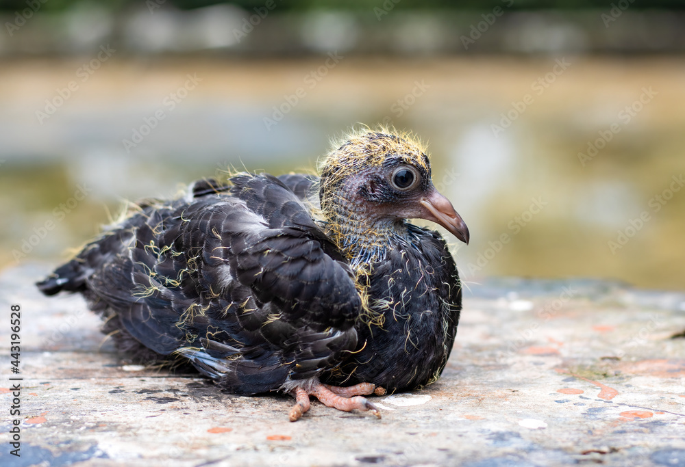 Obraz premium Little baby pigeon close up with soft bokeh background
