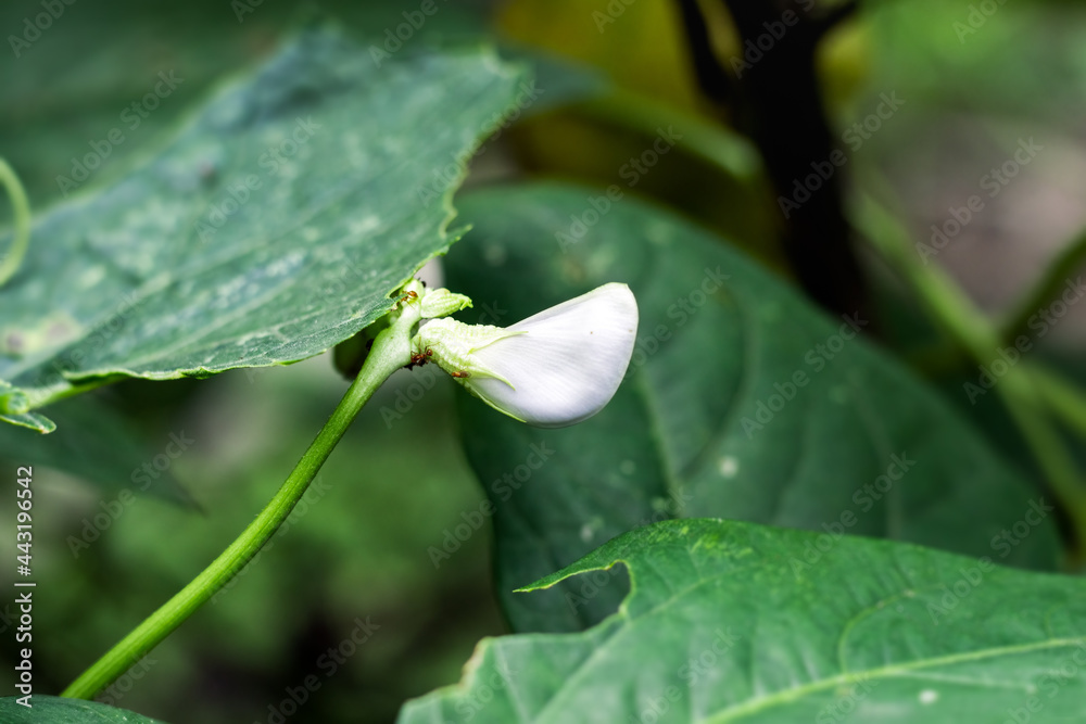 Green long bean flower close up inside of an agricultural farm