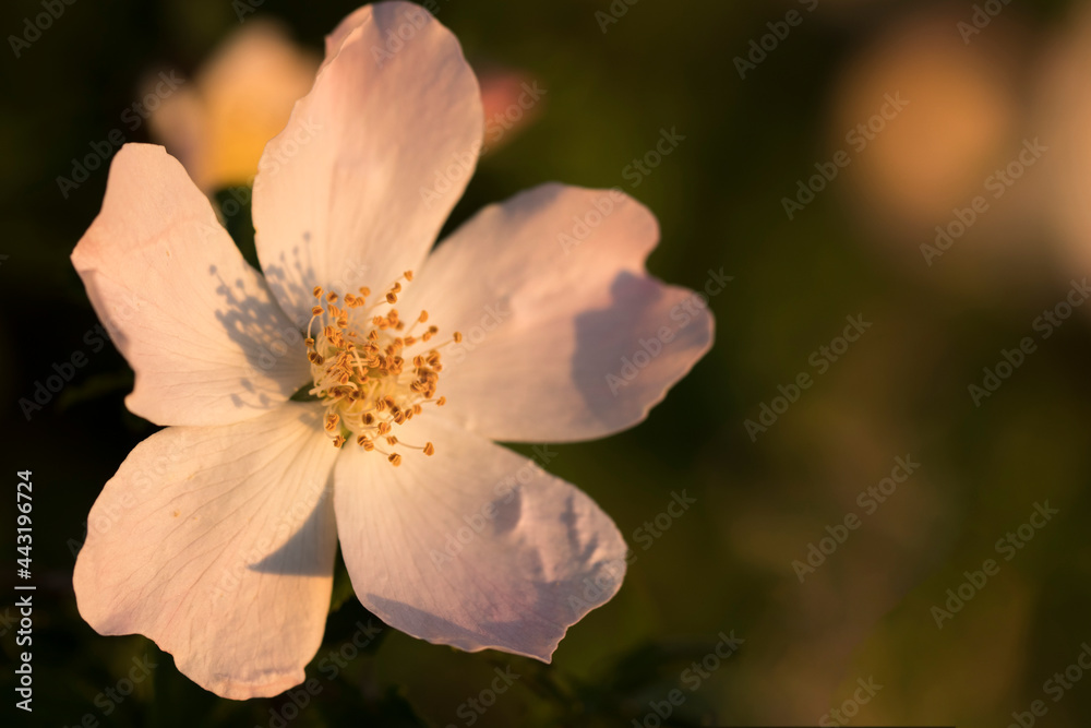 Obraz premium fleur de rosier sauvage