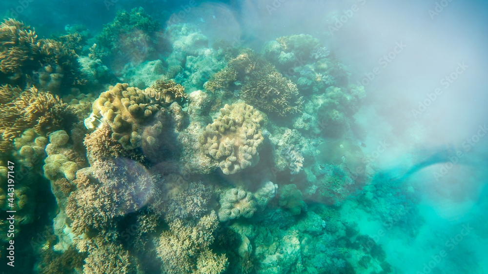 Beautiful corals of underwater world, Queensland, Great Barrier Reef