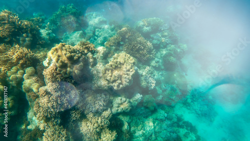 Beautiful corals of underwater world  Queensland  Great Barrier Reef