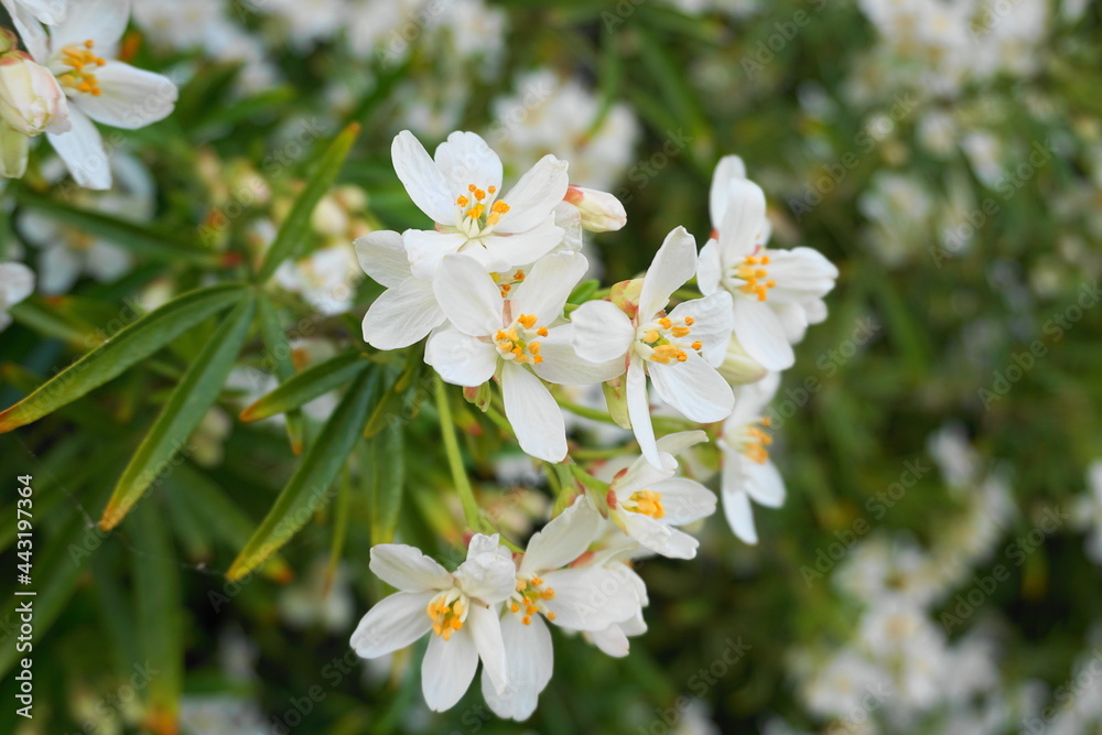 Choisya shrub with delicate small white flowers on green foliage background. Mexican Mock Orange evergreen shrub. Choisya shrub with delicate small white flowers on green foliage background. Mexican Mock Orange evergreen shrub.