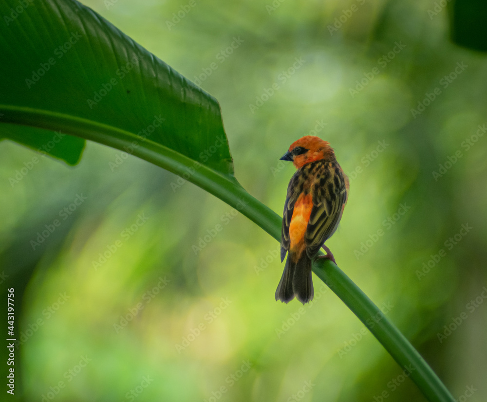 The red fody (Foudia madagascariensis), also known as the Madagascar fody in Madagascar, red cardinal fody in Mauritius, or common fody, sitting on a twig in green jungle scene The red fody (Foudia madagascariensis), also known as the Madagascar fody in Madagascar, red cardinal fody in Mauritius, or common fody, sitting on a twig in green jungle scene