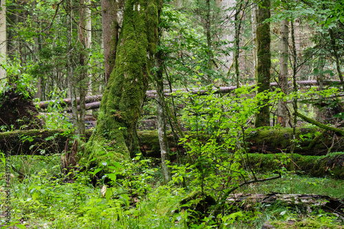 Morning in deciduous forest