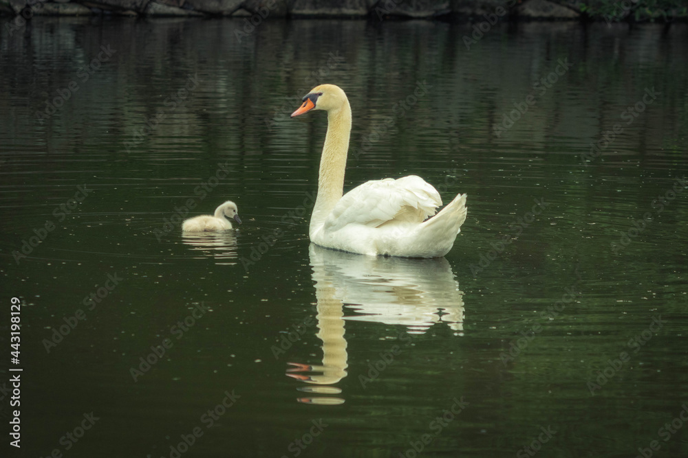 Naklejka premium お堀を泳ぐコブハクチョウの親子です