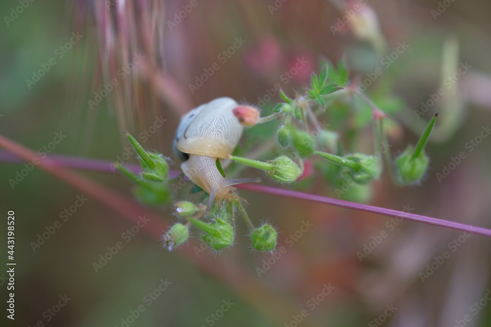 The snail is resting on a blade of grass. The snail is resting on a blade of grass.