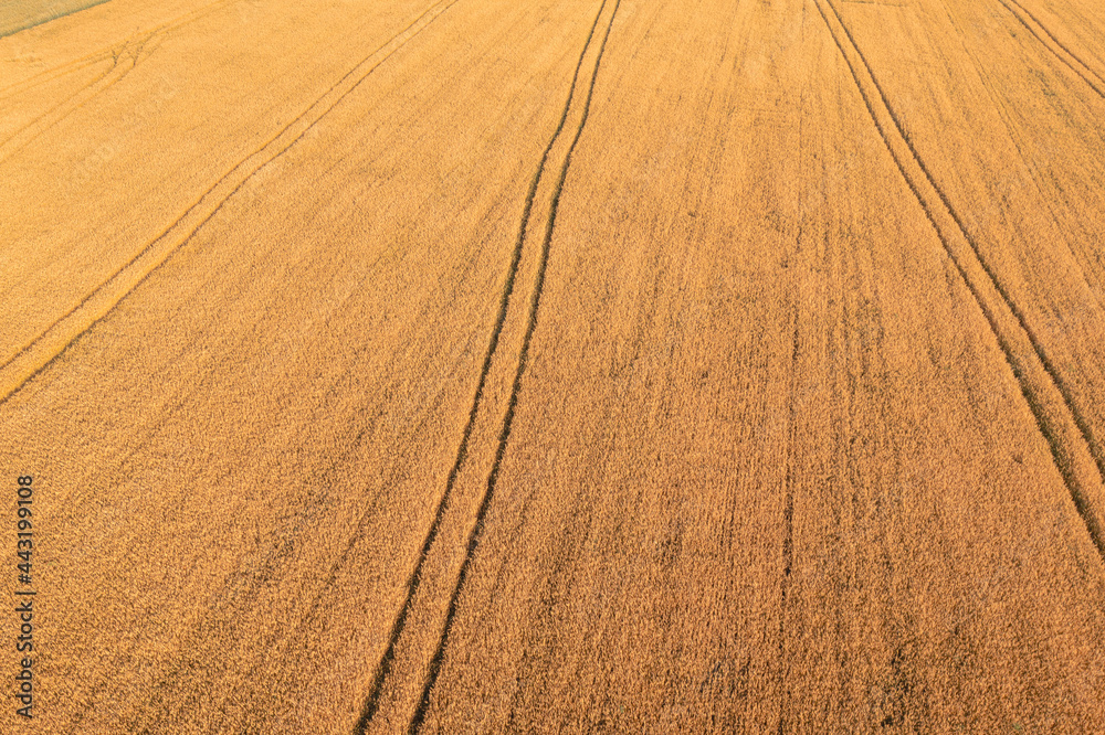 Magnificent Field of Ripening yellow Wheat in the morning with tractor tracks at sunny morning - aerial drone shot. Texture of the field of ripening elite Barley and tractor ruts at dawn. Magnificent Field of Ripening yellow Wheat in the morning with tractor tracks at sunny morning - aerial drone shot. Texture of the field of ripening elite Barley and tractor ruts at dawn.
