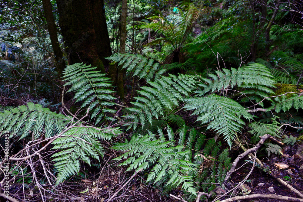 ferns in the forest