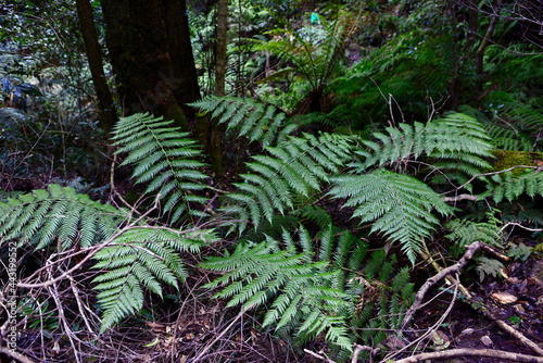 ferns in the forest