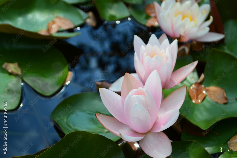 Three pink water lilies close-up in the park. Three pink water lilies close-up in the park.