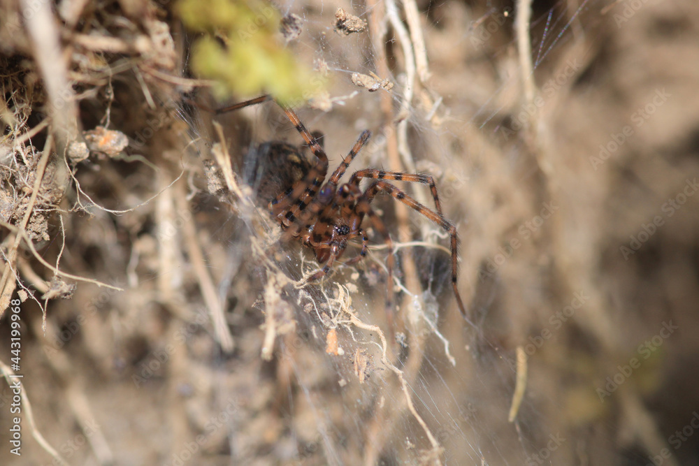 agelena labyrinthica spider macro photo agelena labyrinthica spider macro photo