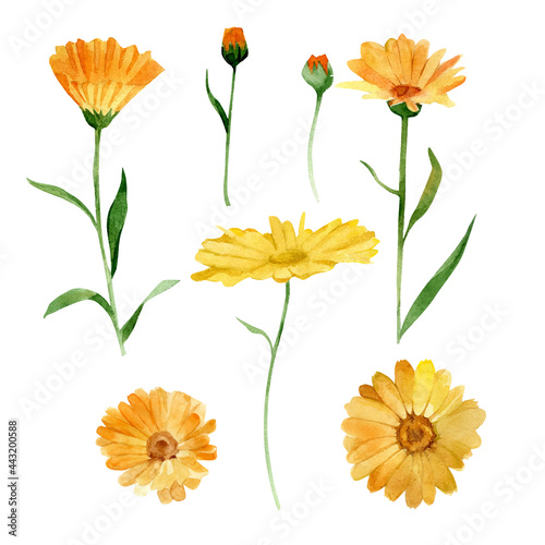 Set of calendula officinalis or daisy flower. Watercolor vector botanical illustration. Perfect for cosmetics, medicine, treating, aromatherapy, nursing, label design, field bouquet. 