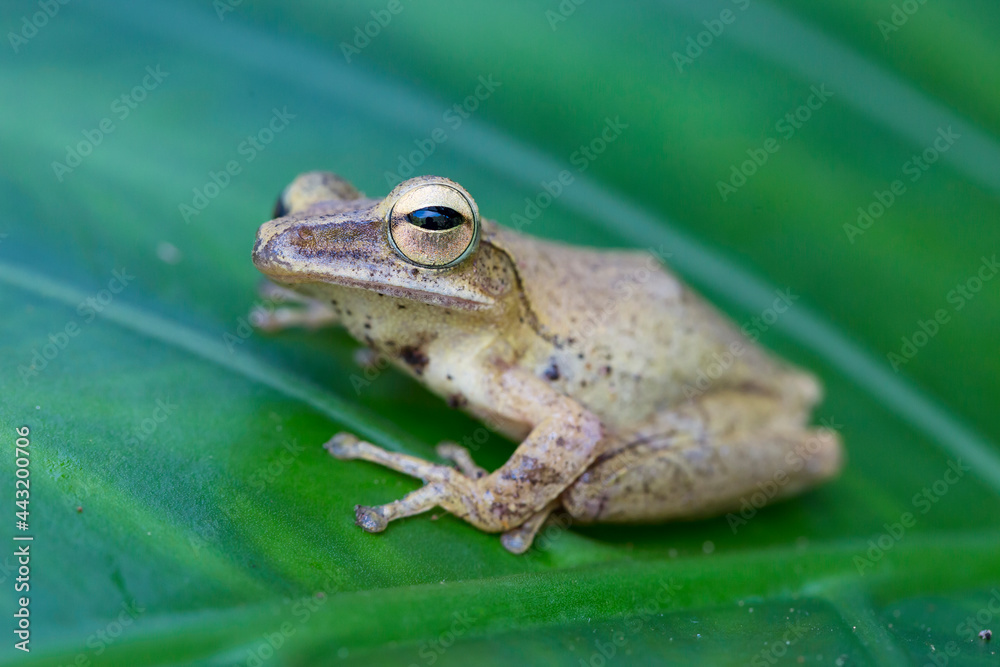 Green Frog on a Green Leaf Close Up Low Angle Green Frog on a Green Leaf Close Up Low Angle