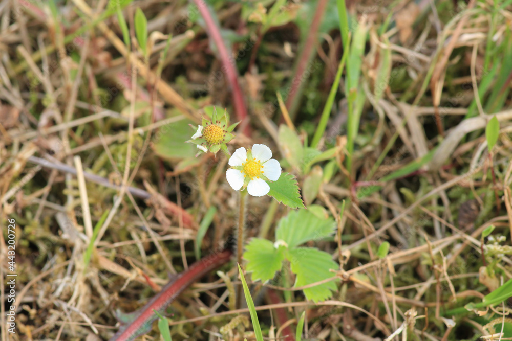 white strawberry flower macro photo white strawberry flower macro photo