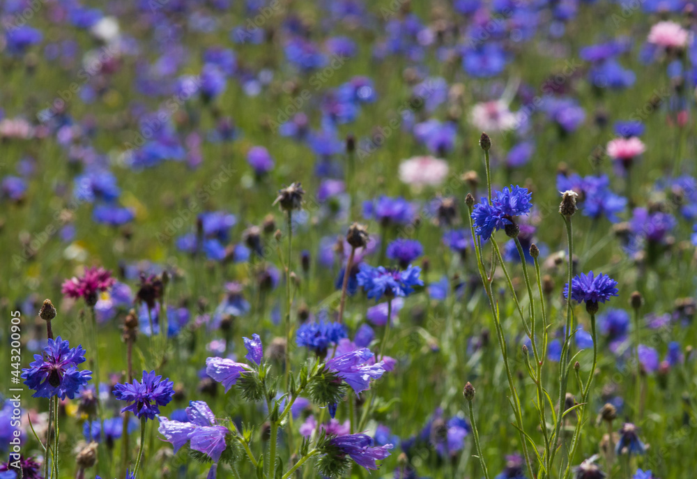 champ de bleuets champ de bleuets