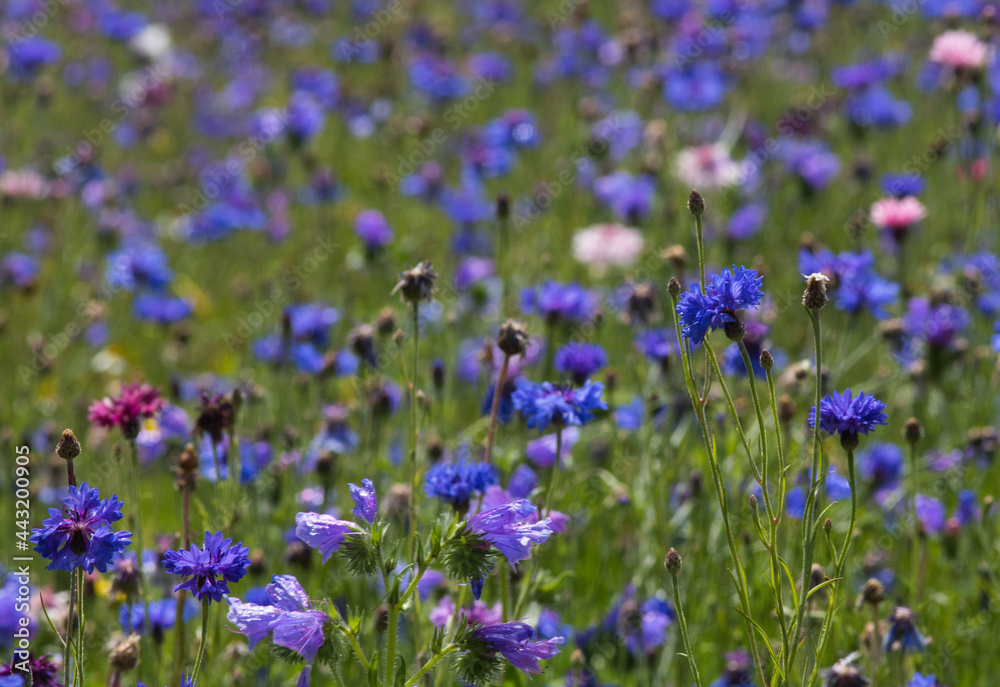 champ de bleuets