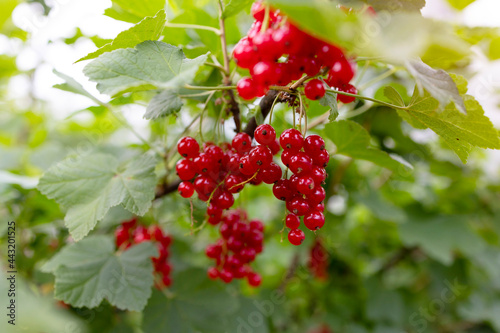 branch of organic ripe red currants in the kitchen garden in the backyard, the concept of the berry harvest
