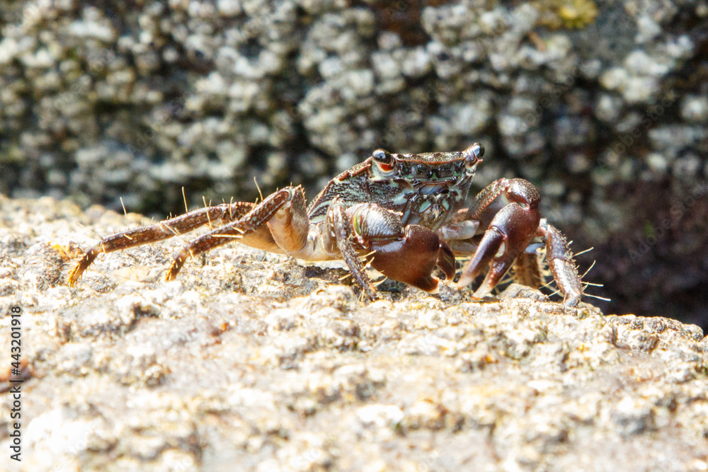 Cangrejo de roca 