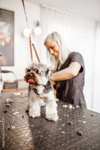Young blond professional groomer love her job with yorkshire dog and all of the pets.