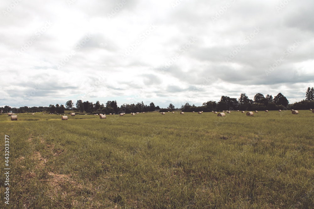 Obraz premium field of wheat