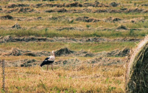 stork in the field