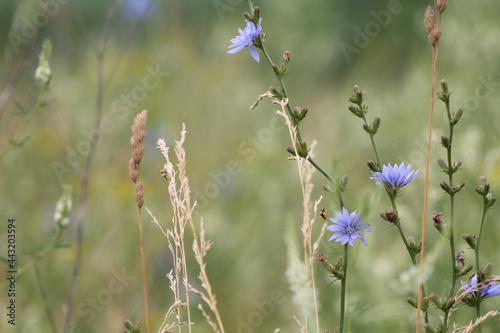 flowers in the field