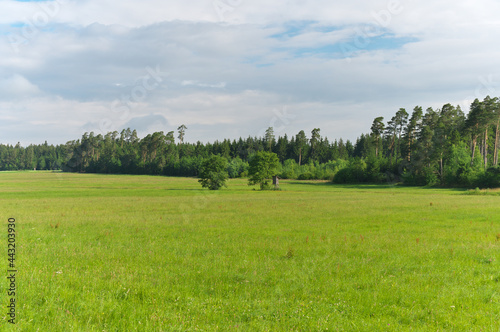 wald und wiese mit blauem himmel und wolken