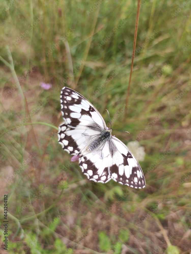 Obraz premium butterfly on a leaf