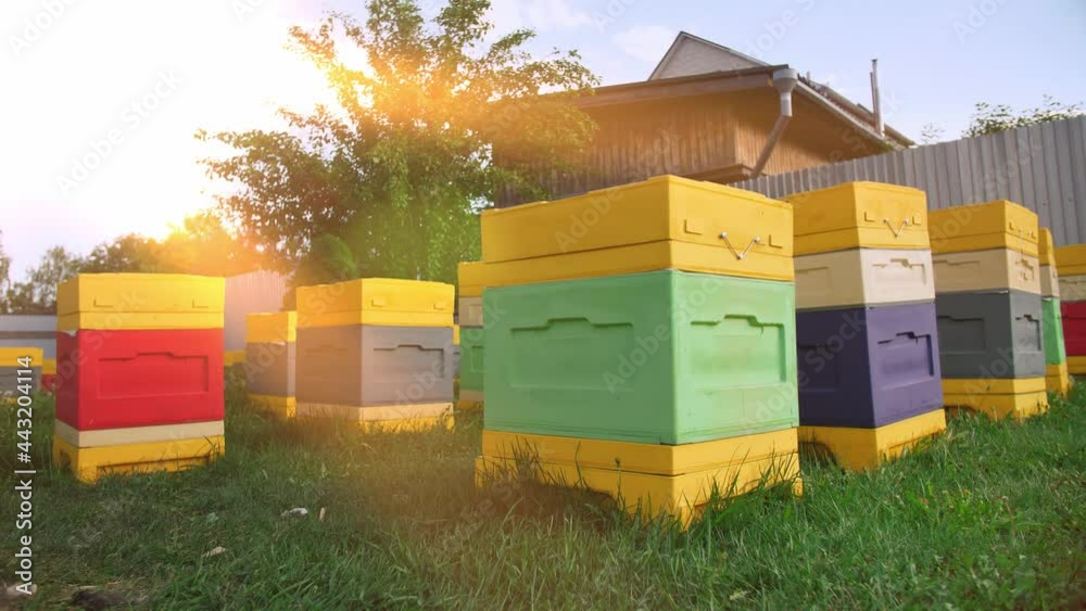 Bee hives on a private site. Home apiary for the production of natural honey. Bee hives on a private site. Home apiary for the production of natural honey.