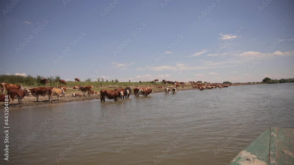 Livestock on the Island of Krcedin on Danube river in Serbia Livestock on the Island of Krcedin on Danube river in Serbia