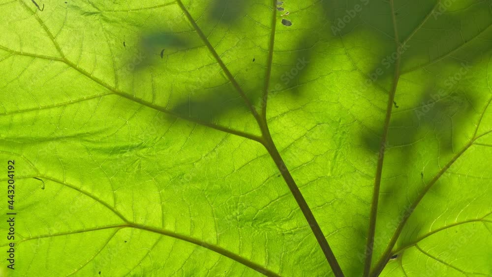 Large Green Leaves in the Summer Forest. Lush Plant and Sunshine. Close-up. Large Green Leaves in the Summer Forest. Lush Plant and Sunshine. Close-up.