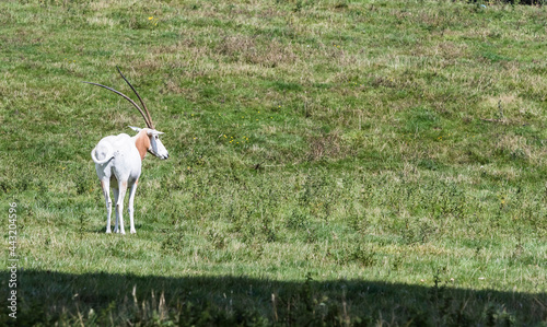 Scimitar-horned oryx in green field