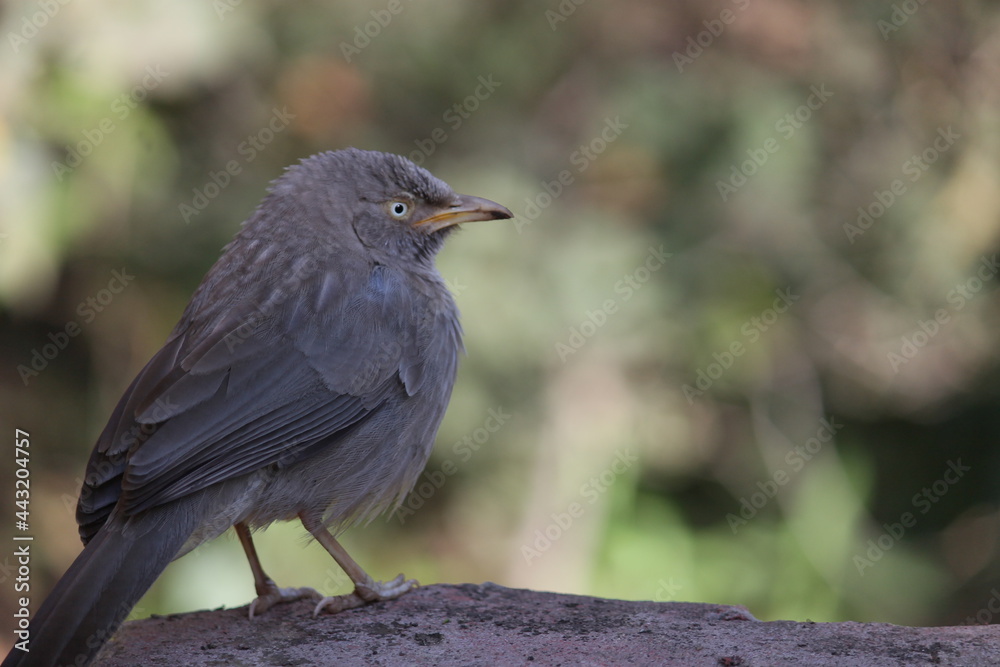 blackbird on the ground blackbird on the ground