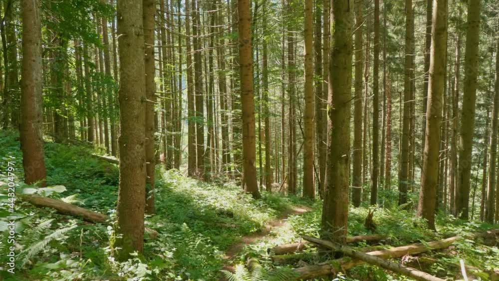 Bright Warm Sunbeams Illuminate an Empty Hiking Trail in a Magical Summer Forest Bright Warm Sunbeams Illuminate an Empty Hiking Trail in a Magical Summer Forest