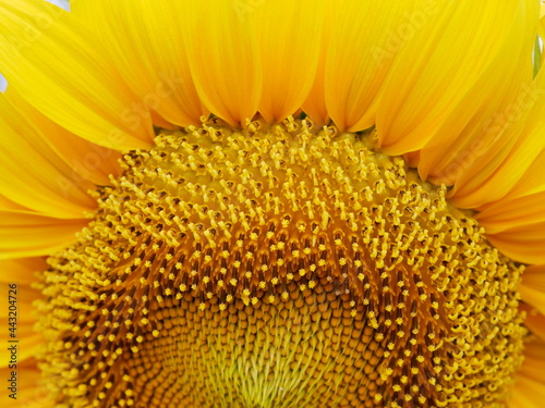                         sunflower 