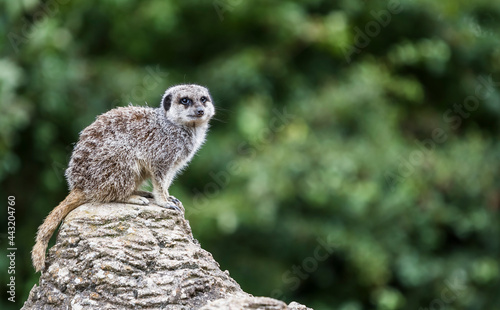 Meerkat standing alone in the wild © Huw Penson
