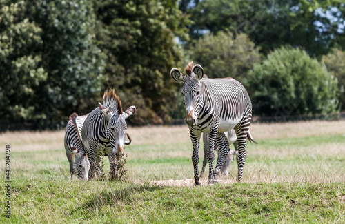 Fototapeta Naklejka Na Ścianę i Meble -  Grevy’s zebras playing in a field
