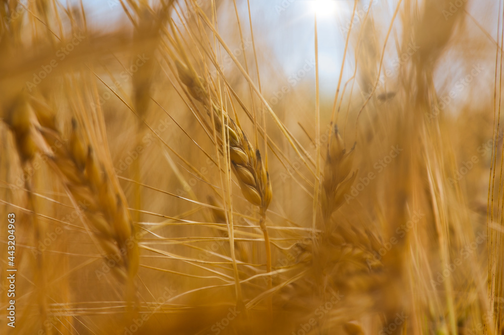 Nahaufnahme von goldener Gerste auf einem Gerstenfeld Nahaufnahme von goldener Gerste auf einem Gerstenfeld