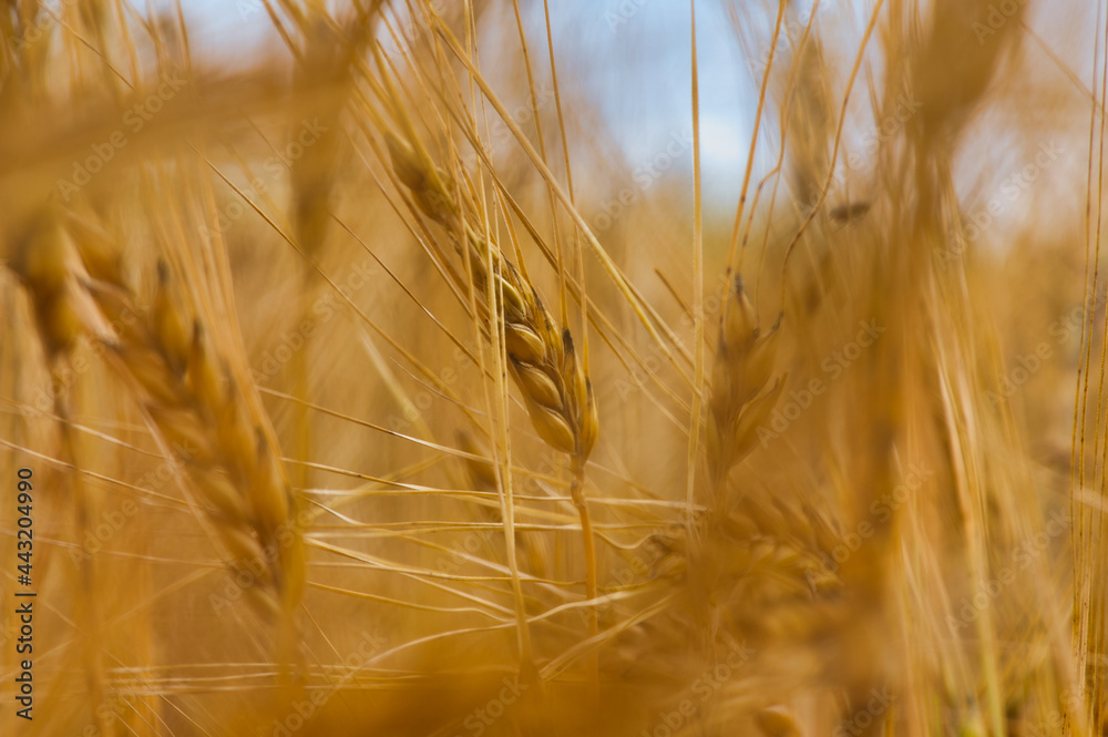 Nahaufnahme von goldener Gerste auf einem Gerstenfeld 